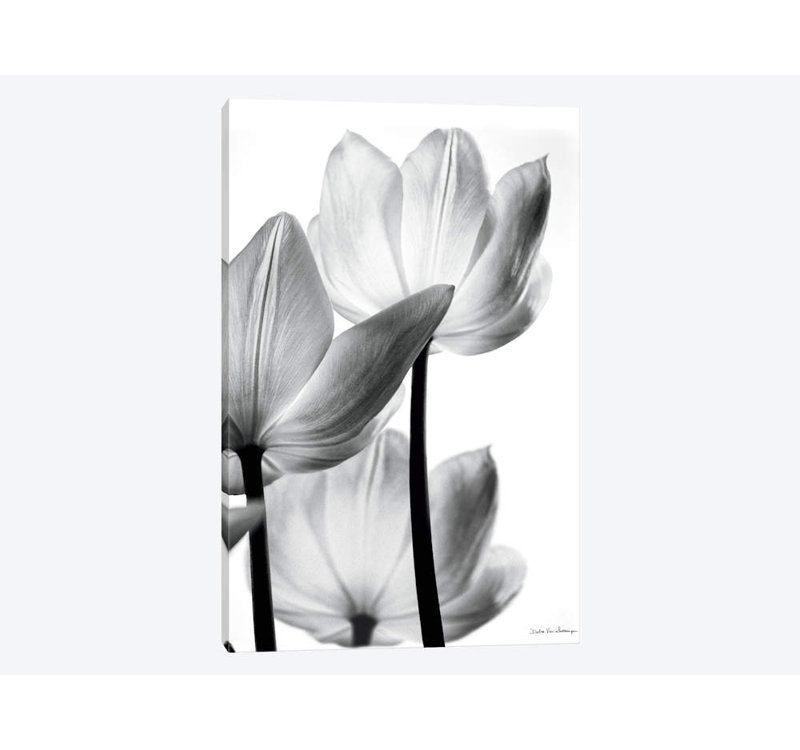 Debra Van Swearingen - Print on Canvas, 30.48 cm H x 45.72 cm W, Wrapped Canvas