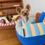Canapé-lit Cabana pour chien et chat avec traversin enveloppant de 7,8 po, bleu océan