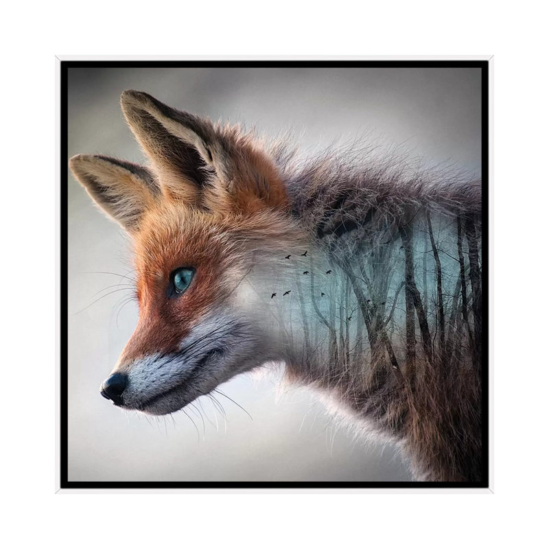 Forest Fox by Paul Haag - Print on Canvas, 45.72 cm H x 45.72 cm W, White Framed