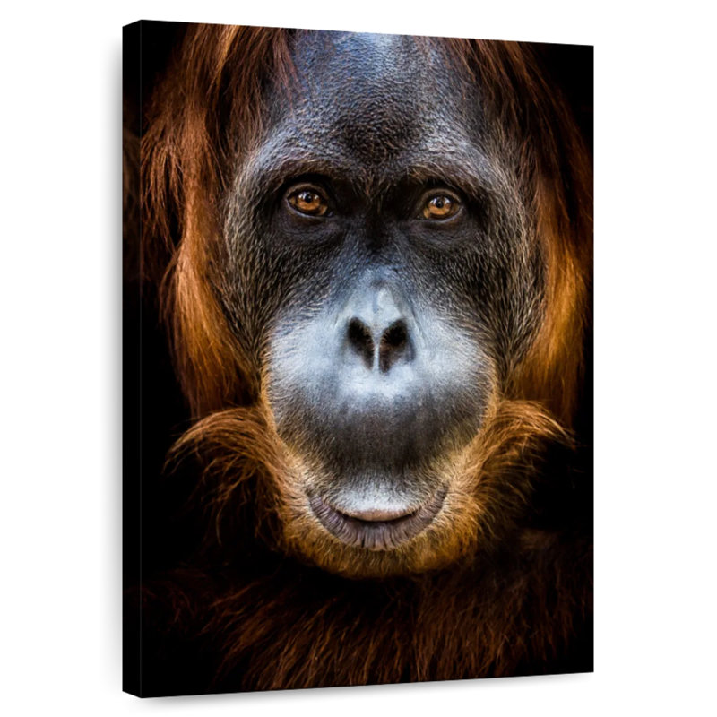 Visage d'orang-outan Brampt, H 24 po x l 16 po