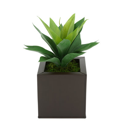 Plante grasse artificielle 7 po en pot