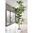 Alpine Ficus Tree