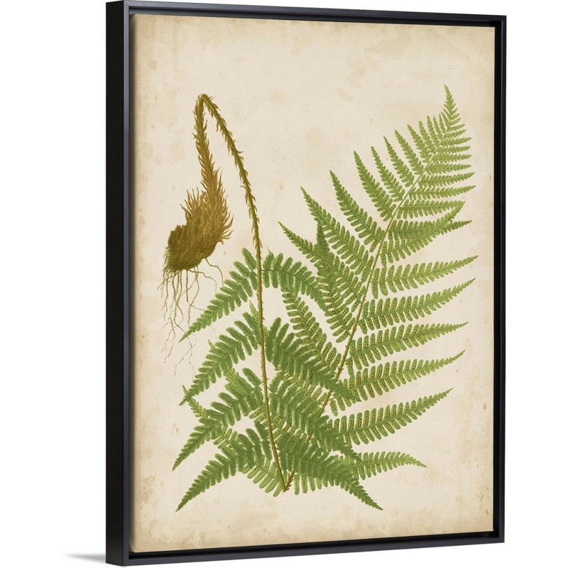 Art mural sur toile Fern Trio I, Toile encadrée noire, H 32 po x l 24 po x P 1,75 po