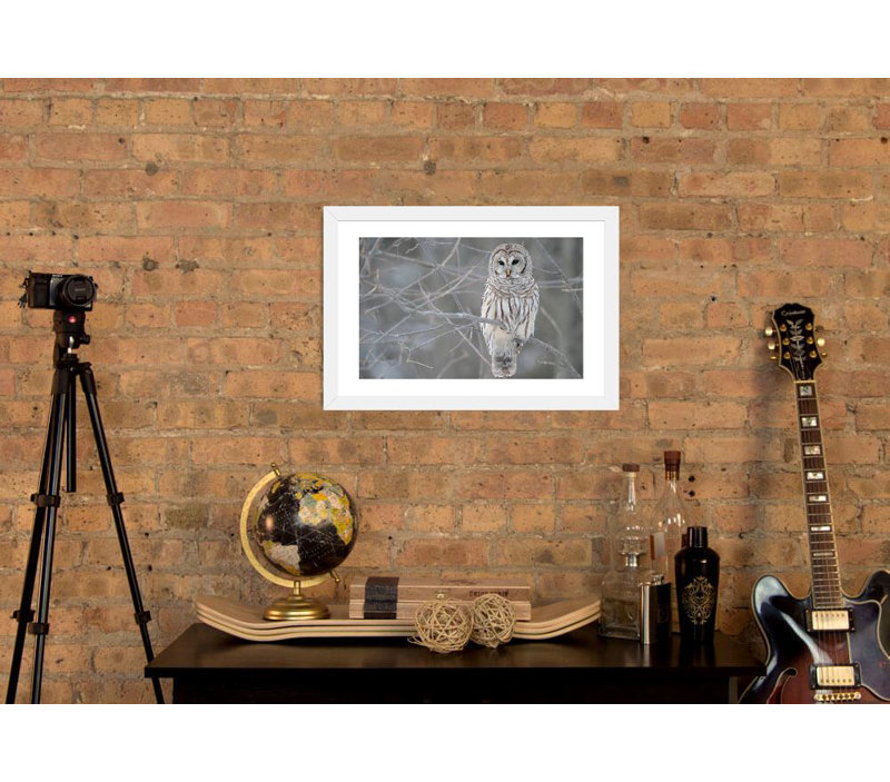 Photographie « Barred Owl on Branches », Papier encadré blanc, H 24 po x l 32 po x P 1 po