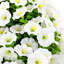 Couronne 20 po Morningglory-322782476