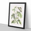 Swallowtail Butterfly by Mark Catesby - Framed Print-55728405-55728407