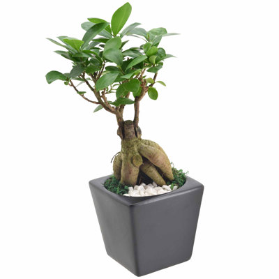 13'' Ficus Plant in Ceramic Planter