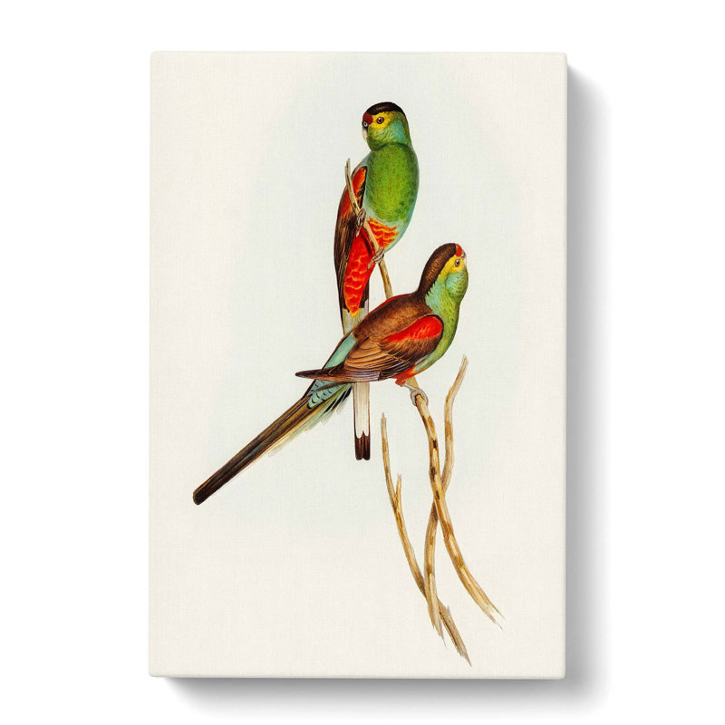 Beautiful Parakeets by Elizabeth Gould - Wrapped Canvas Painting, 60cm H x 40cm W x 3cm D