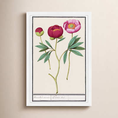 Red and Pink Peony Botanical Study Print