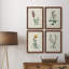 Traditional Botanical I - Ensemble de 4 reproductions de cadres photo sur toile-32851612-32851615