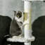 Arbre à chat 100,5 po Dorrelis