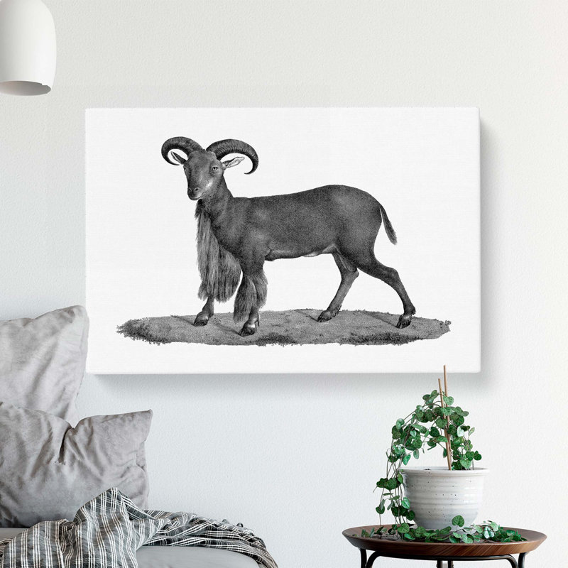 Goat Illustration - Wrapped Canvas Drawing - Wrapped Canvas, 40cm H x 60cm W x 3cm D
