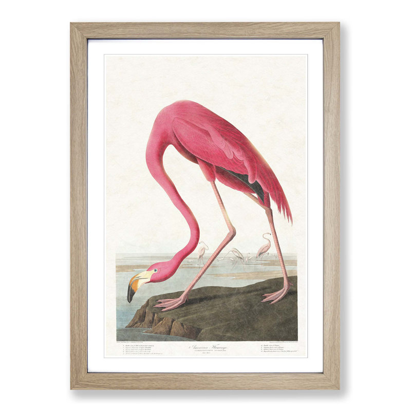 Pink Flamingo by John Audubon - Picture Frame Painting Print on MDF, Oak Framed, 65cm H x 48cm W x 2cm D