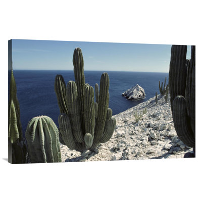 " Cardon Cactus On Cliffs, Isla San Pedro Martir, Sea Of Cortez, Baja, Mexico "