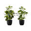 Ensemble de 2 plantes d'intérieur en fausse soie artificielle 14 pouces Ficus, feuilles vertes