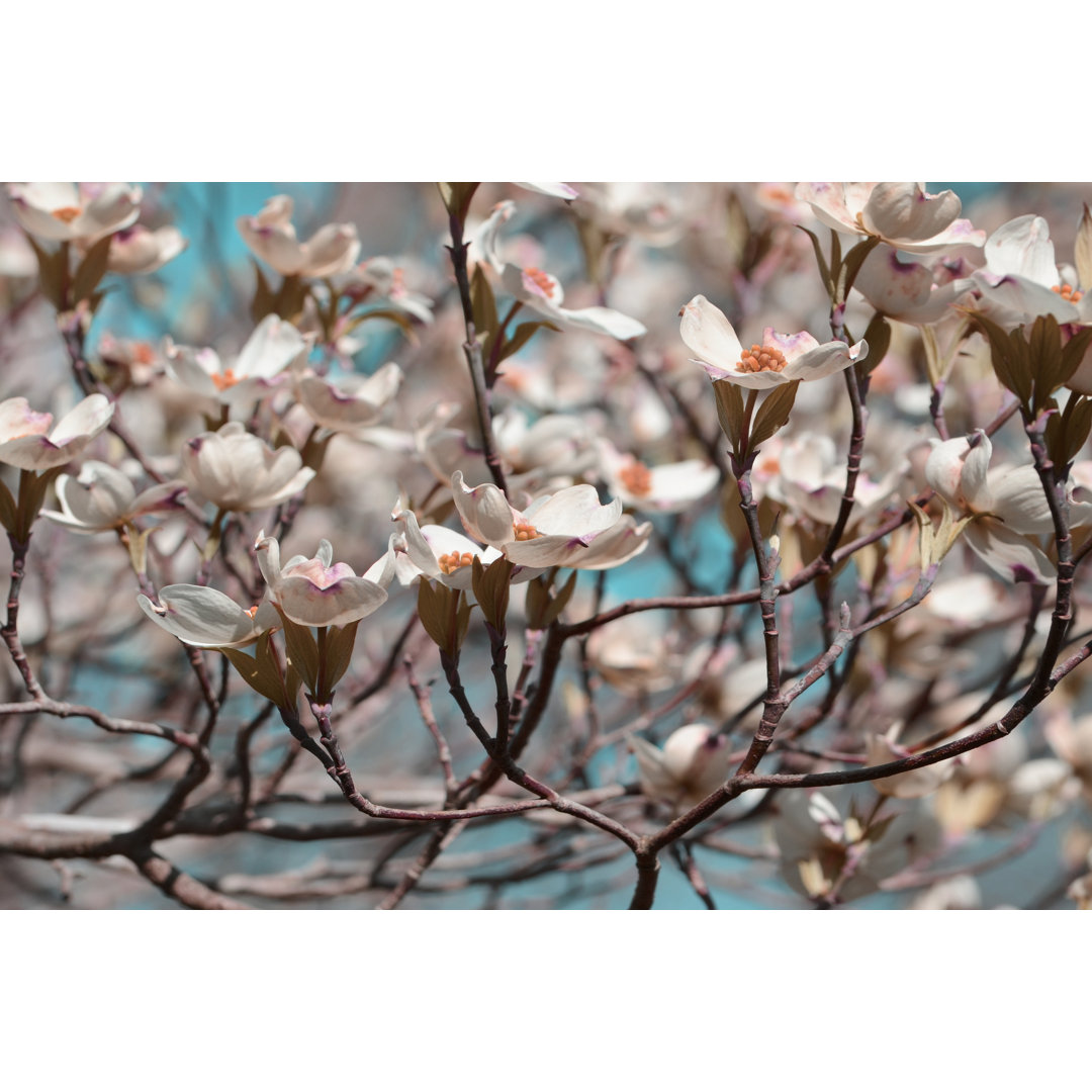 Fotodruck Dogwood Spring I von Sharon Chandler