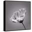 Dance In The Sun by Marmont Hill - Floater Frame Painting on Canvas-756082563