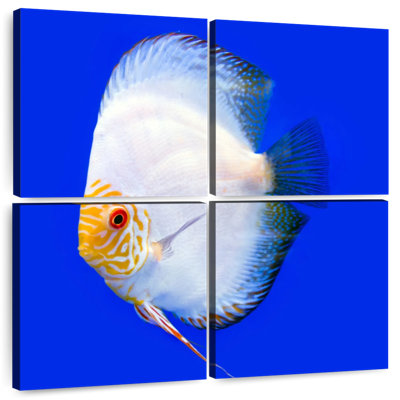 Brampt Pompadour Discus Fish