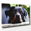 Rottweiler Dog Photographic - Wrapped Canvas-19091125