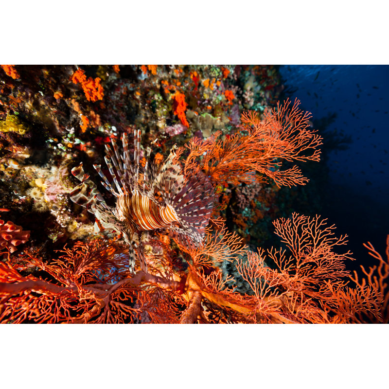 Coral by Ifish, 24" H x 36" W