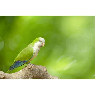 Monk Parakeet - Wrapped Canvas Print