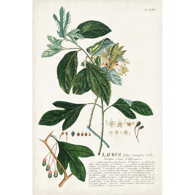 Alluring Botanical VI - Graphic Art, 91cm H x 61cm W, Wrapped Canvas