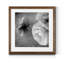 Renoncule foncé II - cadre photo-56949604-56949611-56897106