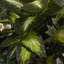 Ivy violet artificiel 5" en pot
