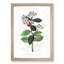 Milkweed Flowers - Picture Frame Painting Print-55601840-55601841