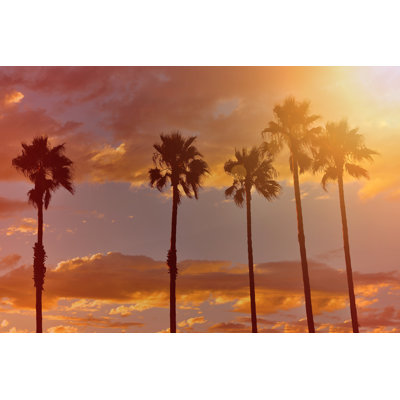 Sun Shining on Palm Trees by Csondy