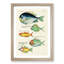 East Indies Fish Illustrations XIX by Louis Renard - Picture Frame Graphic Art Print-55537064-55537065