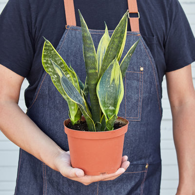 House Plant Shop Live Foliage Plant Low Maintenance Plant Rattan