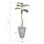 Plante de 72 po
