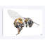 Bee by Becksy - Print on Canvas-58474082-36689607