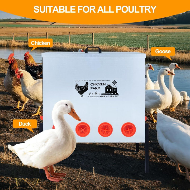 Boîte à nourriture automatique pour poulets