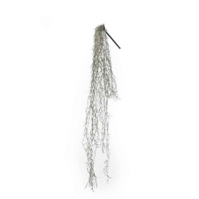115cm Ficus Plant
