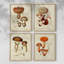 «Mushroom Variétés I», ensemble de 4 encadrées-434044350-434044224