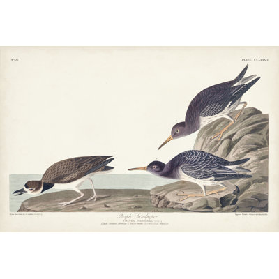 Pl. 284 bécasseau mauve