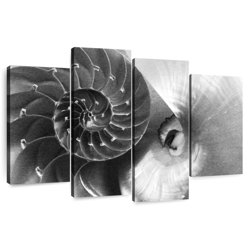 Brampt Nautilus Yin Yang, 32" H x 52" W