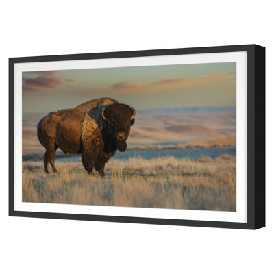 Bison Bull Print