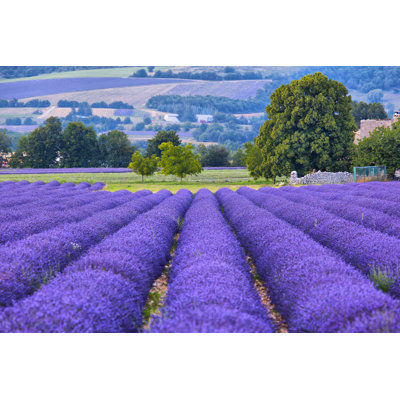 Bozeman Lavander Fields by Bbsferrari - Wrapped Canvas Print