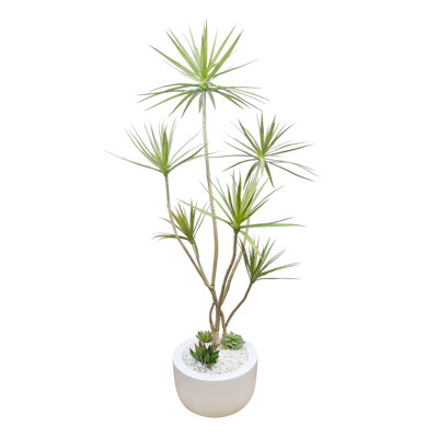 Dracaena Tree in Fiberstone Planter with Succulents and Rocks