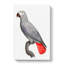A Grey Parrot by F. Levaillant - Wrapped Canvas-55368362