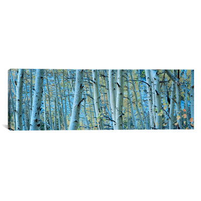 Aspen arbres dans une forêt, Rock Creek Lake, California, USA # 2 par Panoramic Images - Reproduction d'art graphique sur toile tendue