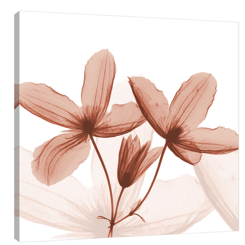 Journey Clematis - Wrapped Canvas Print, 46cm H x 46cm W