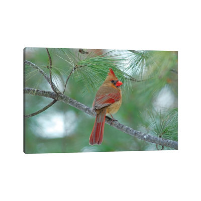 " Female Cardinal " by Brian Wolf