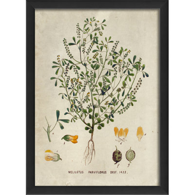 « botanique melilotus parviflorus », impression encadrée