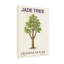 Plantes et fleurs Jade Crassalacées tropicales 1-2m-240412075