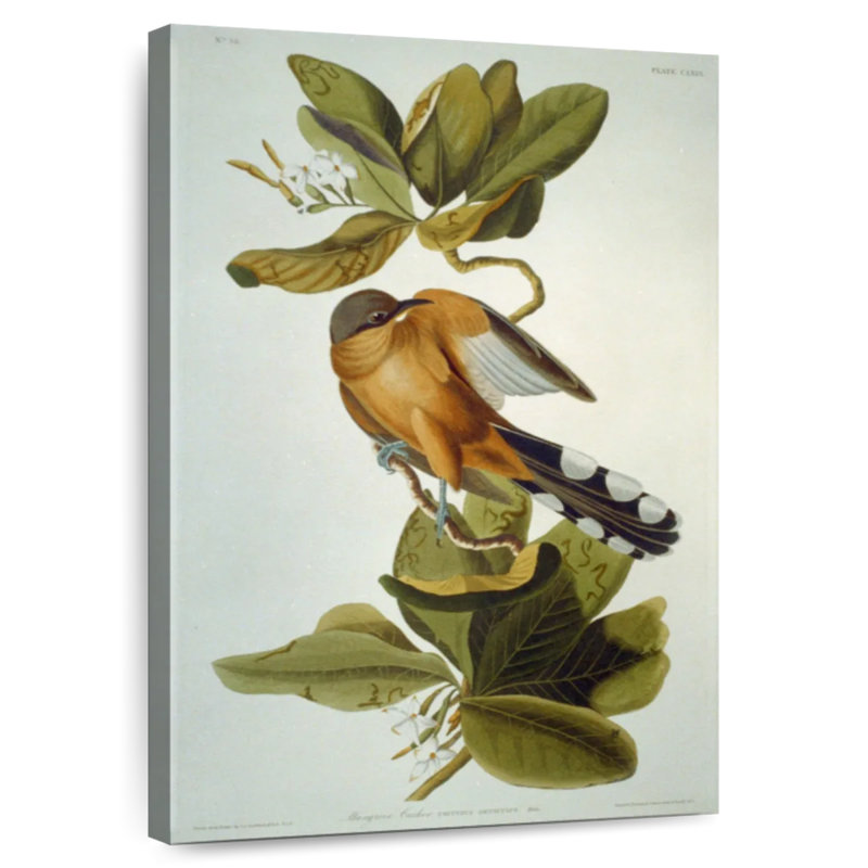 Brampt Mangrove Cuckoo, 30" H x 20" W