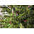 50.5' 100-Light String Lights-31889555